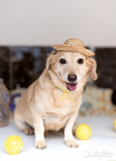 Рыжий коротколапый маленький пёсик Лойд в дар