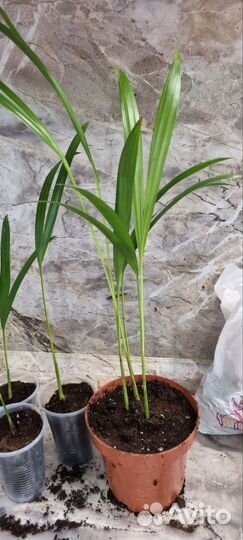 Пальма арека/дипсис