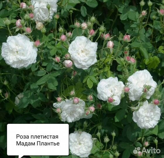 Саженцы плетистых роз корнесобственные