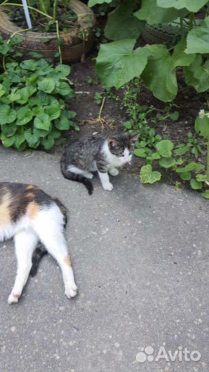 Ласковый детёныш котенок