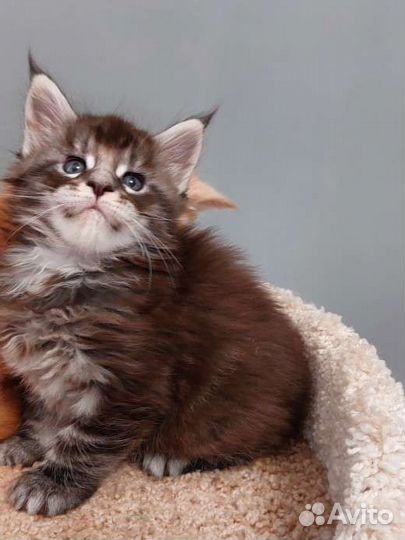 Шикарные котята мейн кун