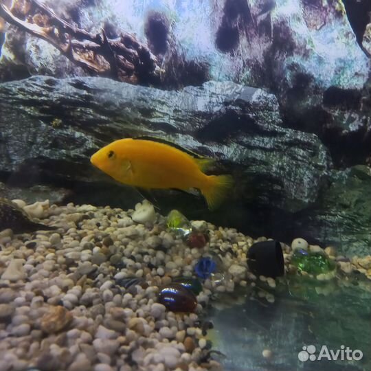 Аквариум с тумбой 250