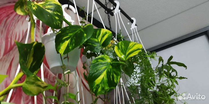 Эпипремнум Пиннатум жёлтый
