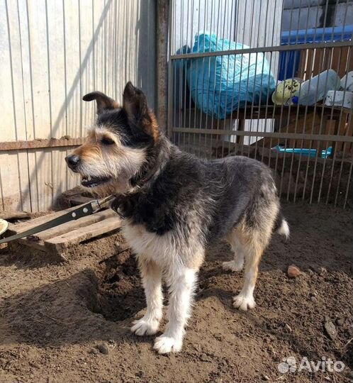 Собака в добрые руки