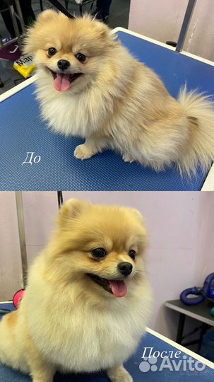 Грумер для собак и кошек