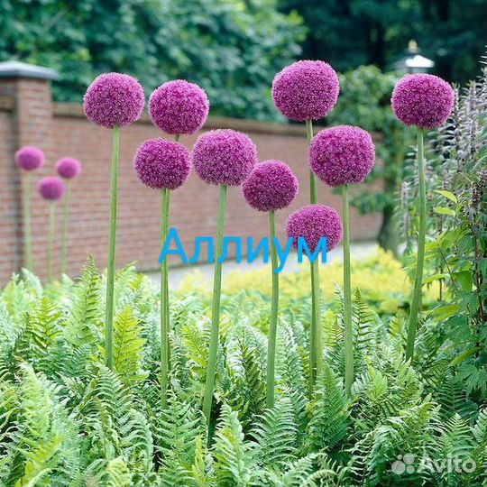 Аллиум луковицы