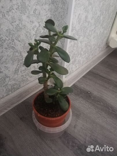 Крассула толстянка