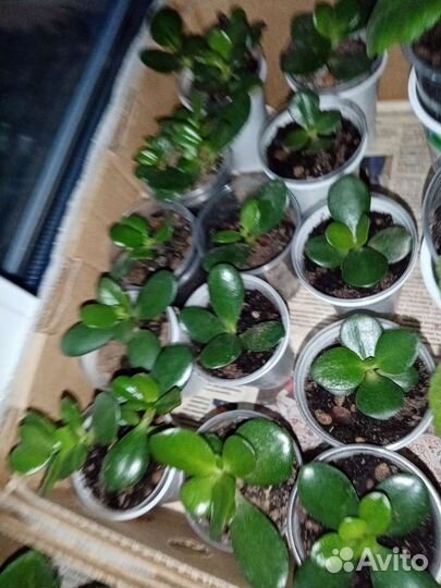 Крассула толстянка