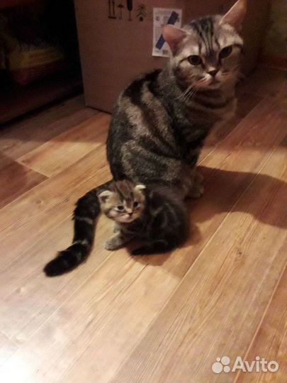 Котята шотландские