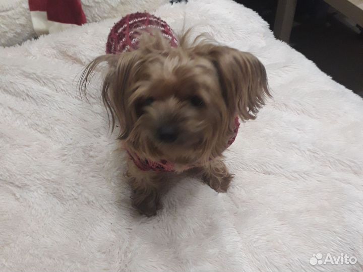 Йоркширский терьер девочка