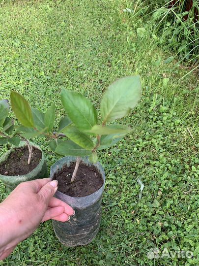 Саженцы Черноплодная рябина (арония)