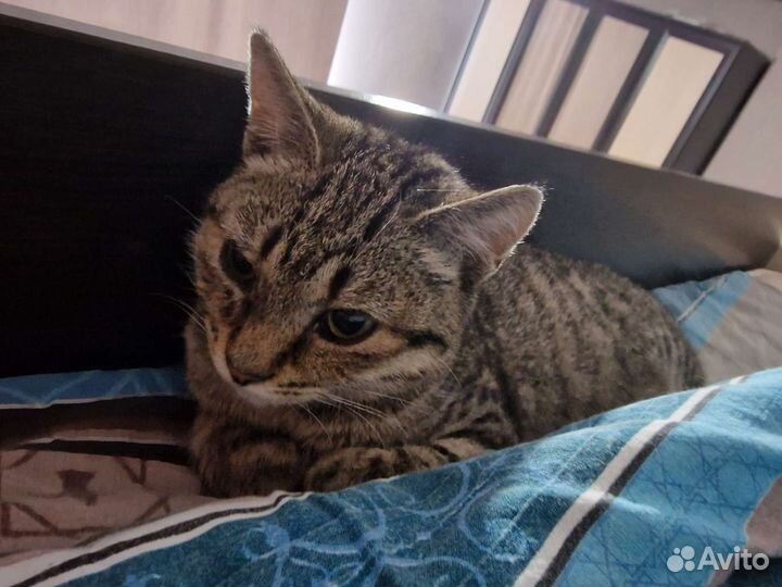 Отдаём в добрые руки кошечку