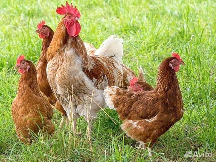 Куры Несушки, Бесплатная доставка