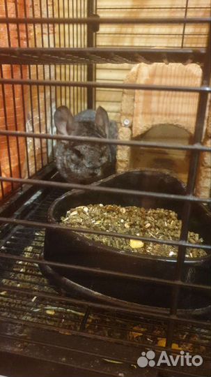 Шиншилла с Клеткой