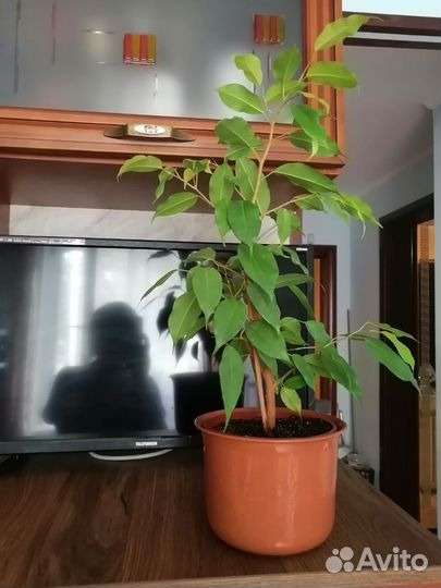 Фикус Бенджамина