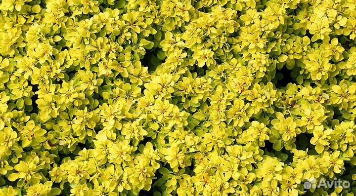 Барбарисы бордовый, лайм, желтый, зеленый и др