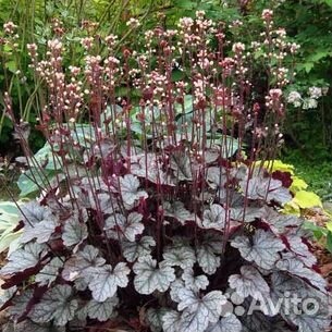 Гейхера гибридная Neptun (Нептун)