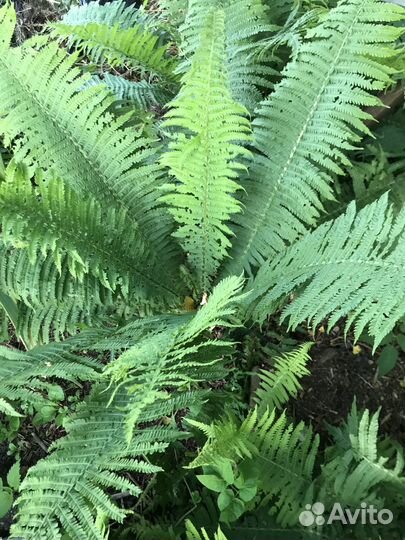 Папоротник садовый