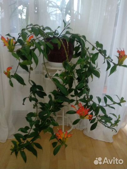 Эсхинантус