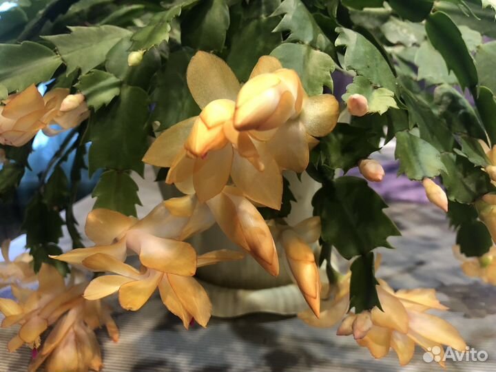 Декабрист шлюмбергера сортовой