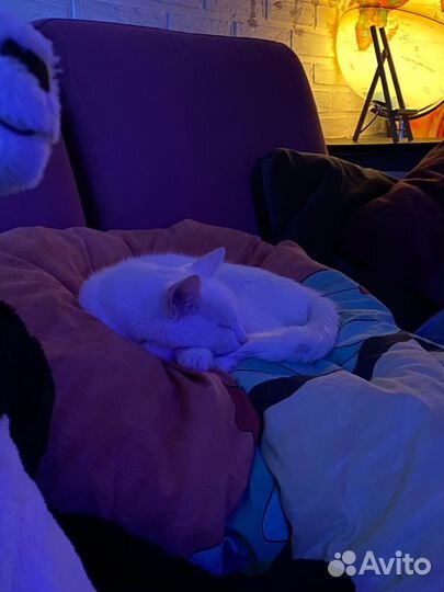 Дог-ситтер передержка выгульщик собак Пионерская