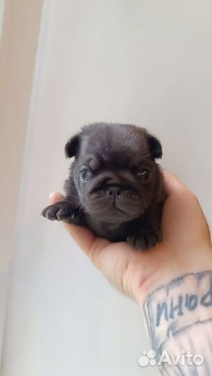 Щенки мопса черные