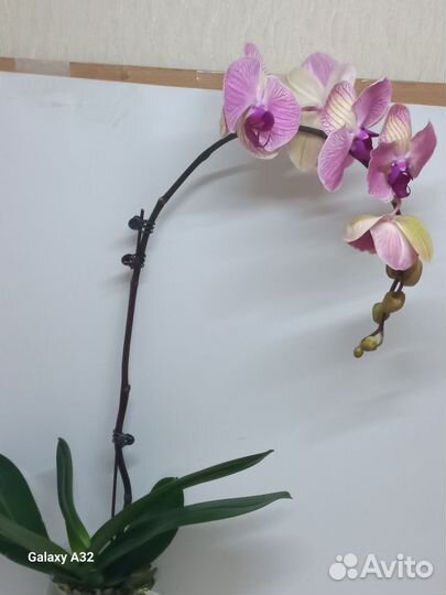 Орхидея фаленопсис