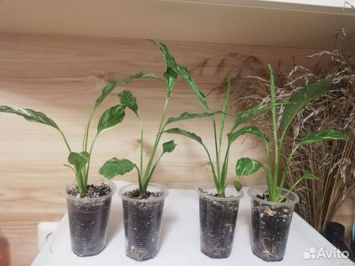 Спатифиллум домино