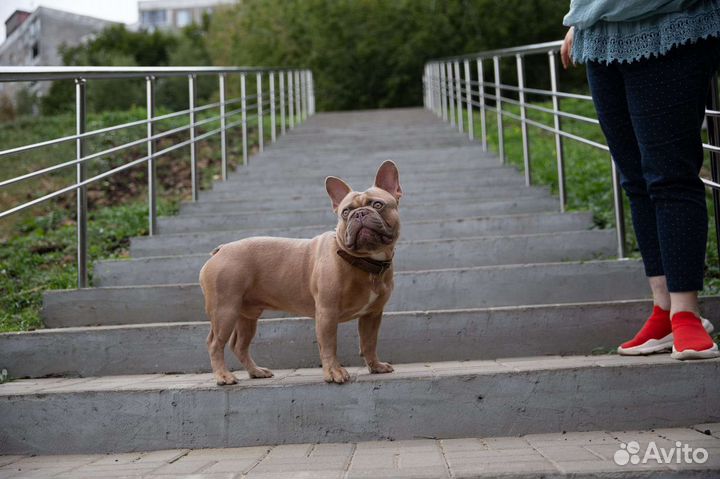 Французский бульдог кобель вязка