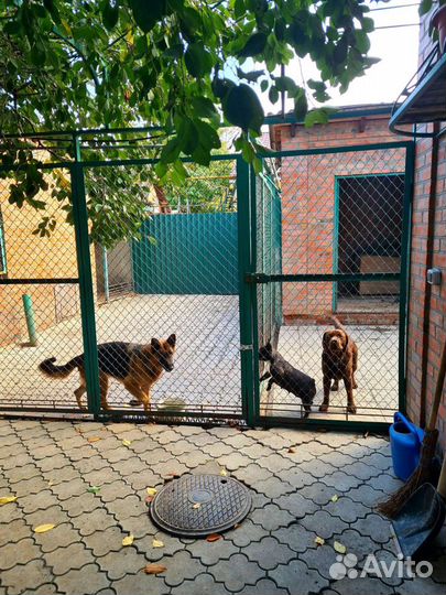 Гостиница для собак