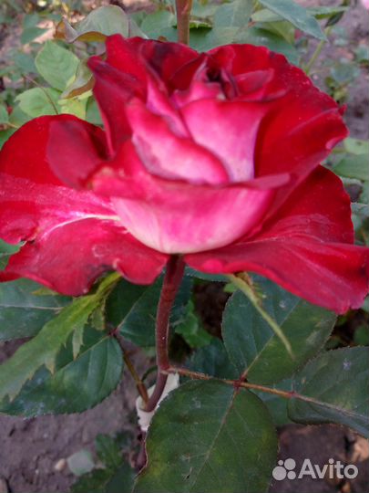 Розы садовая саженцы