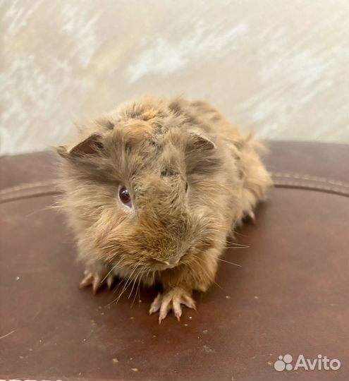 Перуанская морская свинка