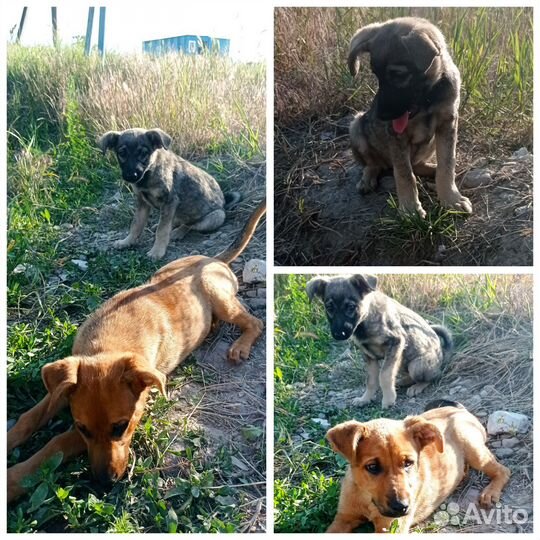 Помогите спасти собак