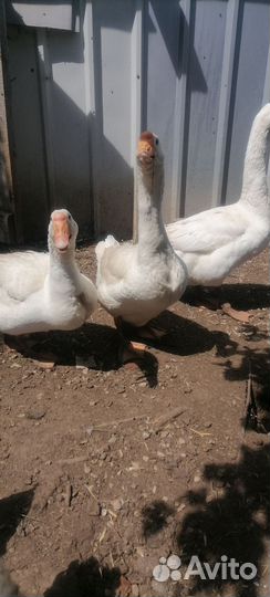 Молодые петухи, цыплята, гуси