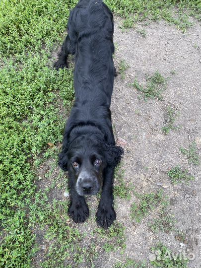 Русский спаниель