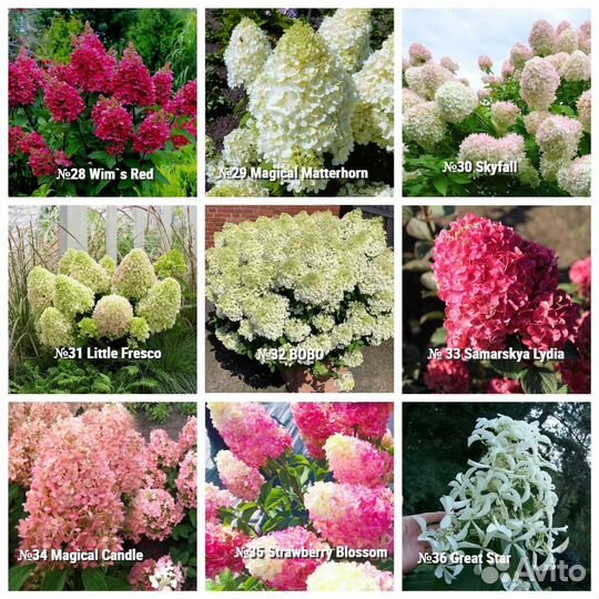Гортензии метельчатые в горшке 45 сортов доставка