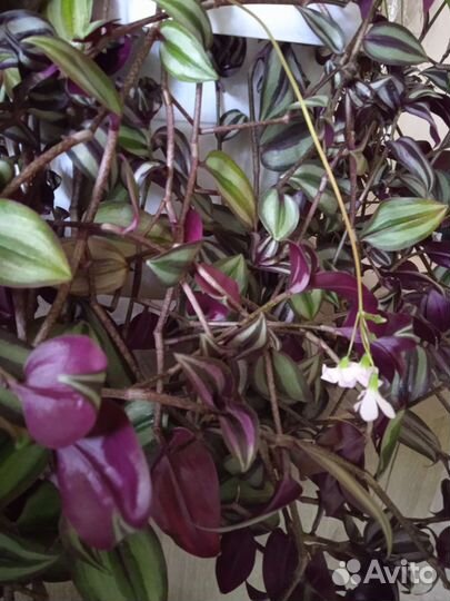 Отростки Традесканция