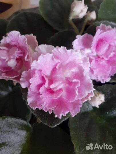 Сортовые фиалки