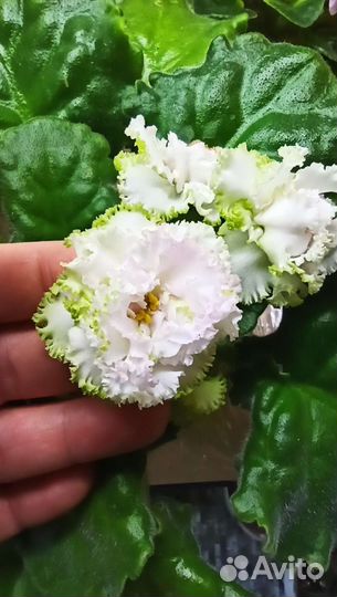 Сортовые фиалки. Симферополь