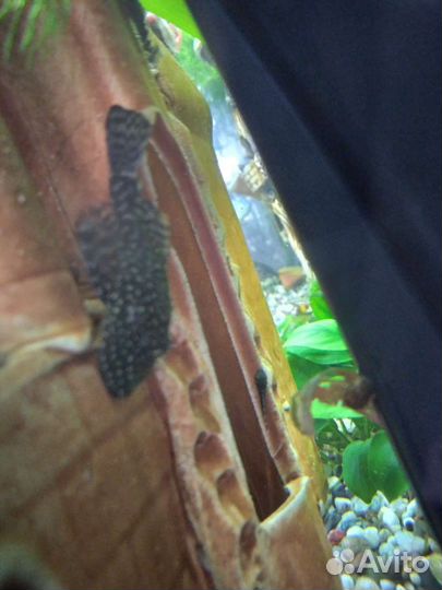 Сомики анциструсы