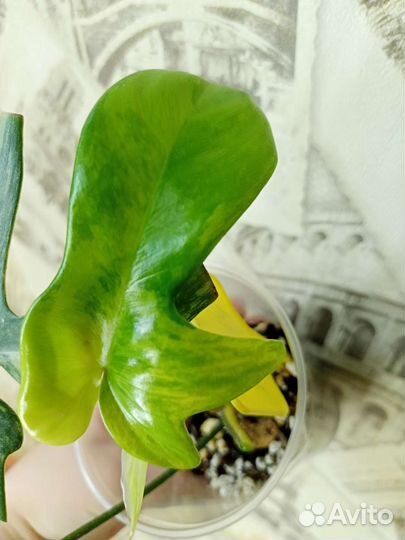 Филодендрон маска вариегатная