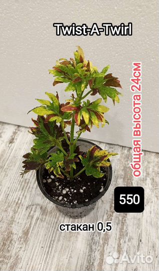 Пеперомия 2 вида, хлорофитум, хедера, колеус