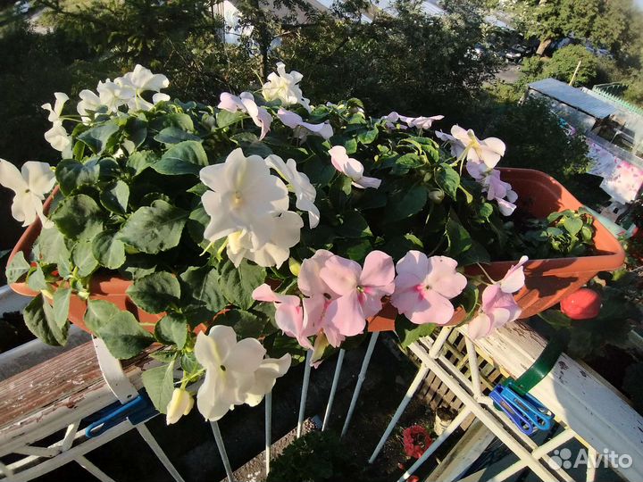 Ванька мокрый -бальзамин