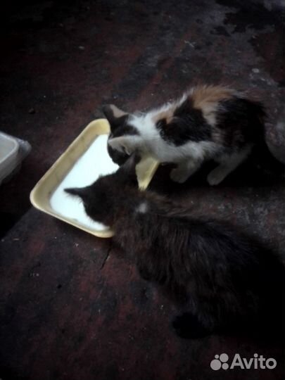 Котята в добрые руки бесплатно