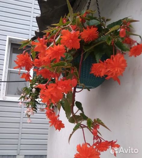 Бегонии махровая, ампельная, на подарок колеус
