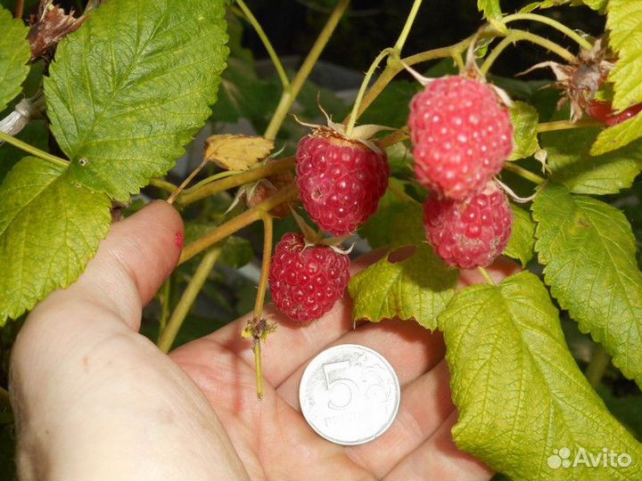 Саженцы малины, 10 шт