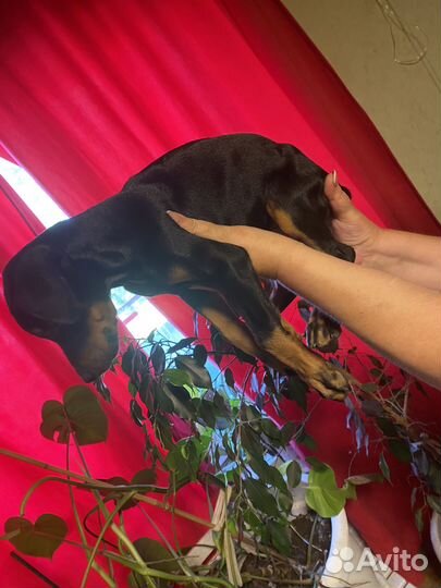 Щенки добермана