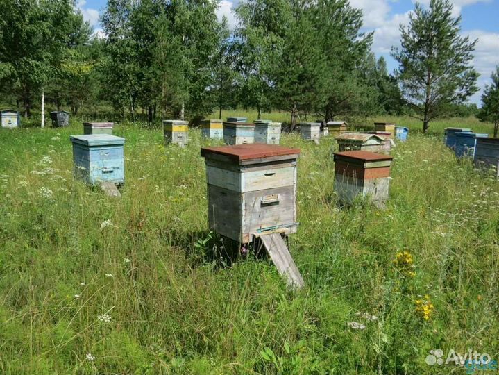 Расспродаю пасеку: