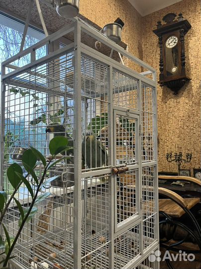 Амазоны. Пара крупных попугаев