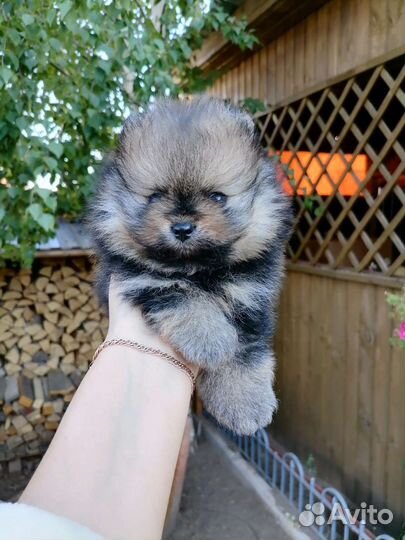 Померанский шпиц